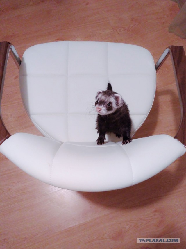 Давайте по котикам, которые с нами на самоизоляции