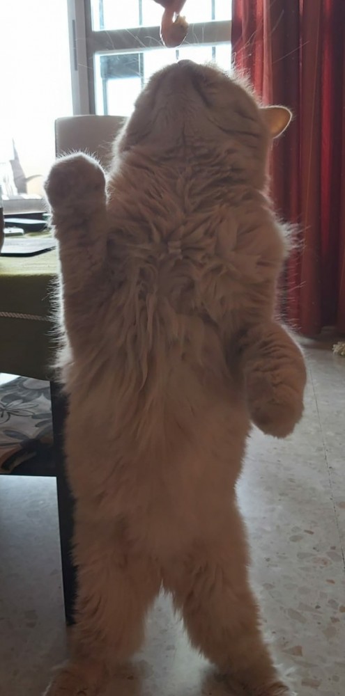 Котовторник