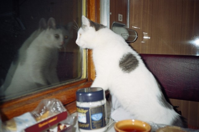 Еще к котовторнику. Поездатые коты