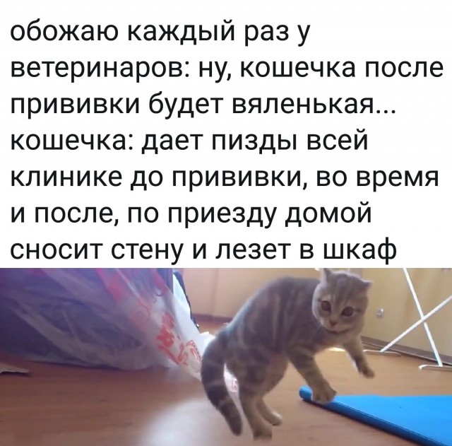 Кретинизмы в джипегах 25.10.20