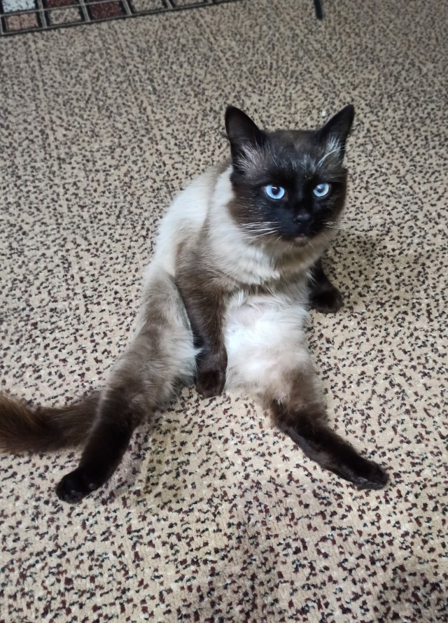 Котовторник. Пополнение семейства
