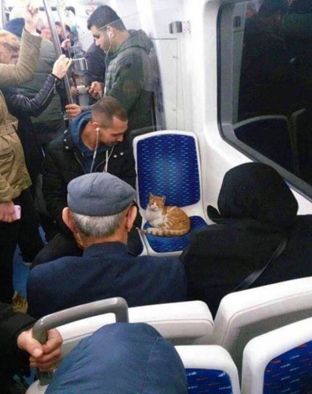 Подборка про кошек