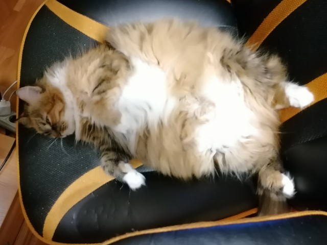Котовторник же!