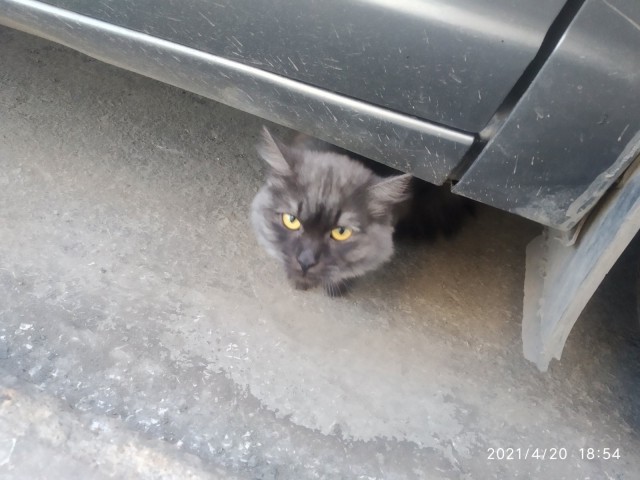 Кошки , кошечки, котяры 14.03.21