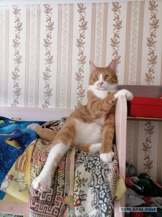 Хоба! Котовторник!