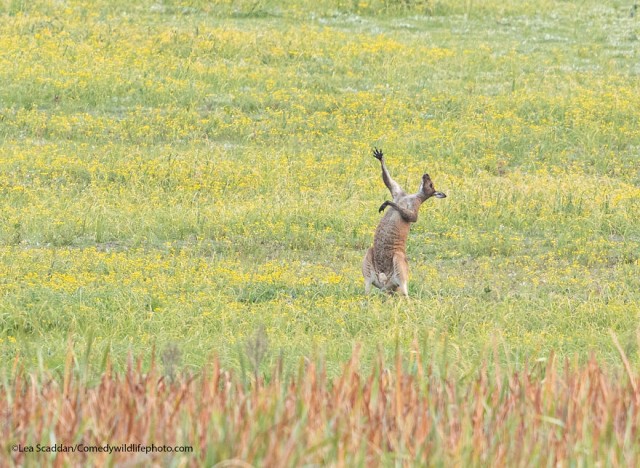 Лучшие фото конкурса Comedy Wildlife Photography Awards 2021