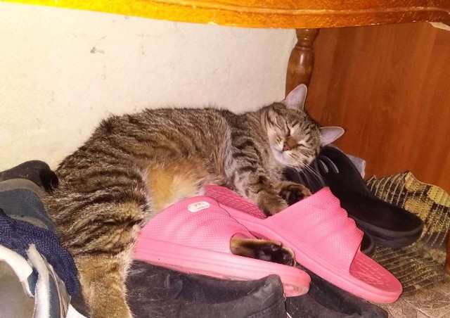 Солнце котовторника уже встало, Господа!
