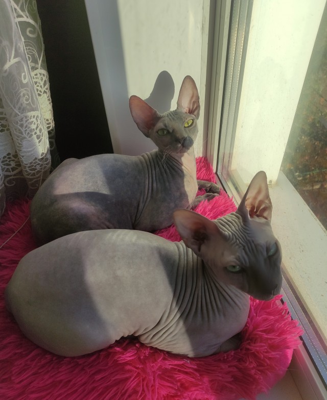 К котовторнику