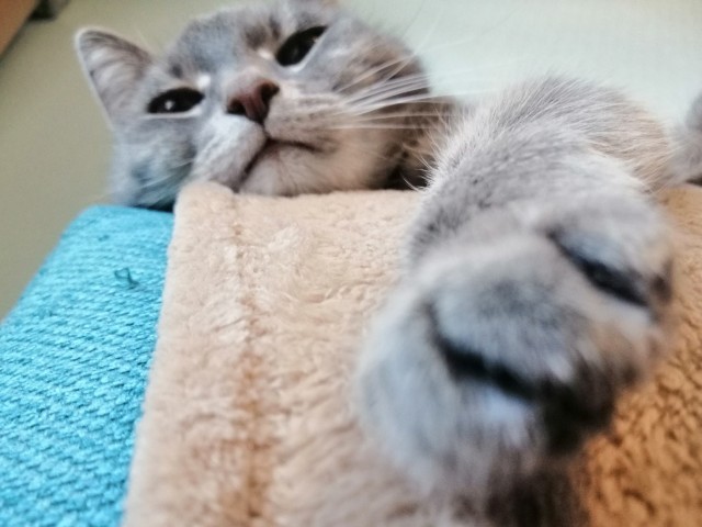 Первый котовторник 2022