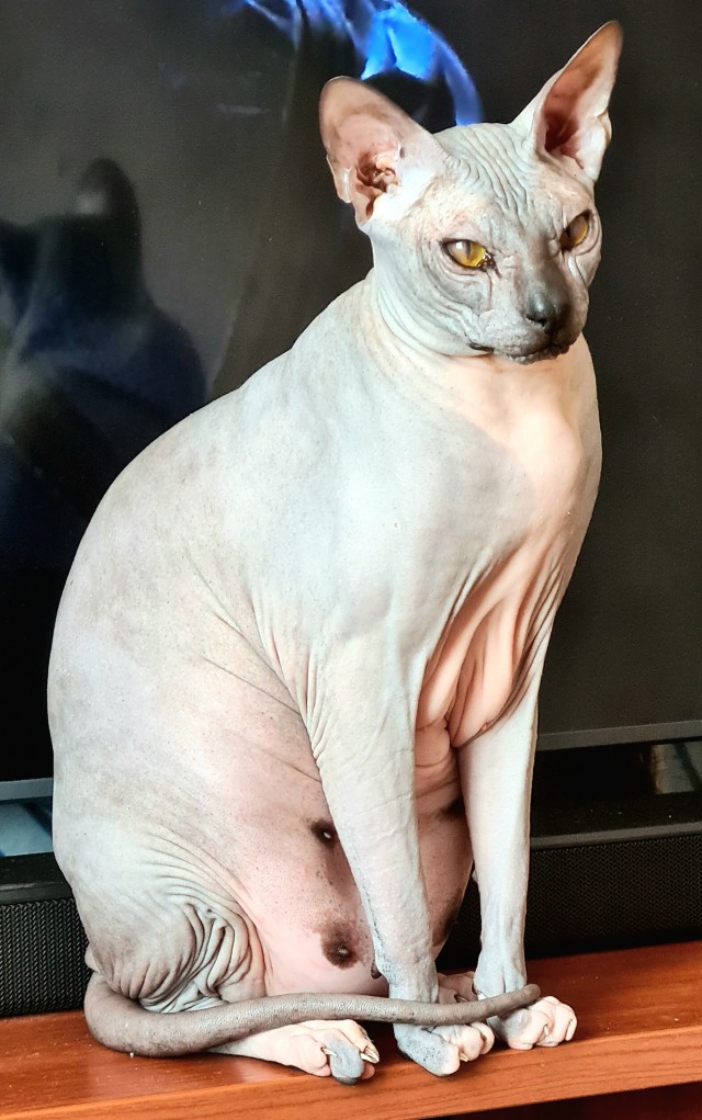 С праздником и котофторником!