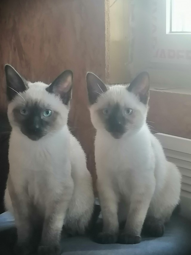 Котовторник 19.07.22