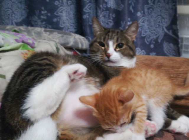 Спасение кота