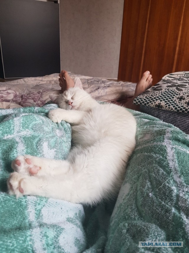 Уличный котей - 1, домашний котей +1