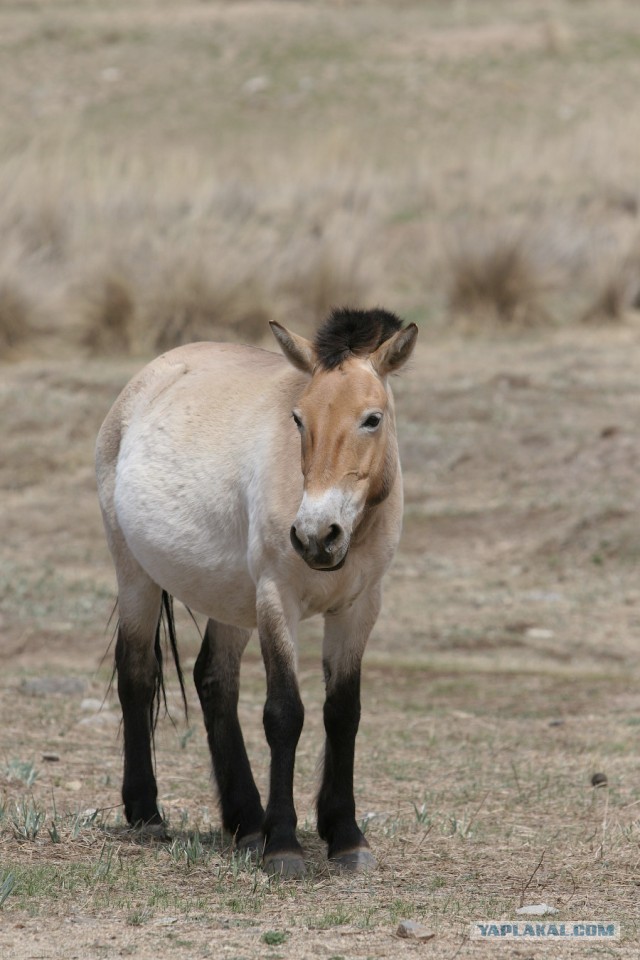 В Монголию на мотоциклах 2006