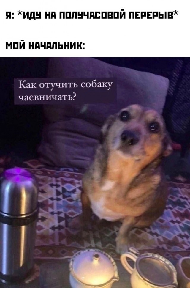Как отучить собаку чаевничать мем