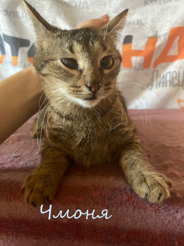 Жизнь домашнего приюта "Котоленд" 383