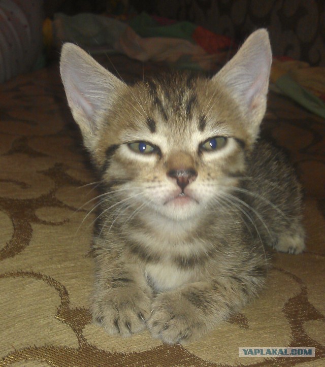 Котовторник 16.04.2013