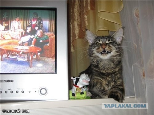 Мои мейн куны