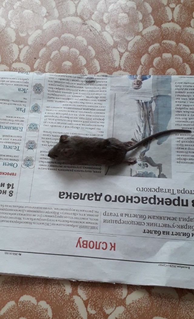 Жизнь домашнего приюта "Котоленд" 427