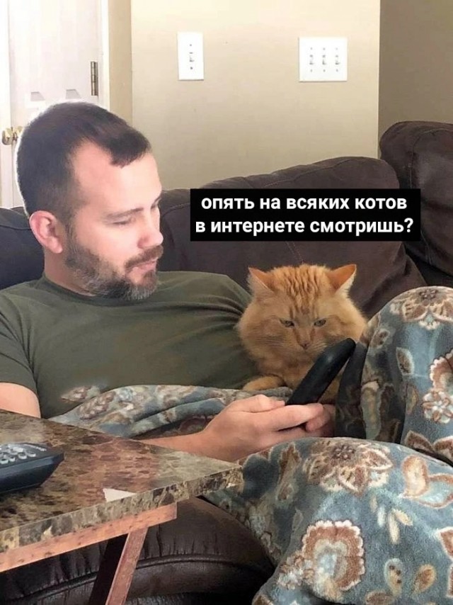 Котовторник в картинках