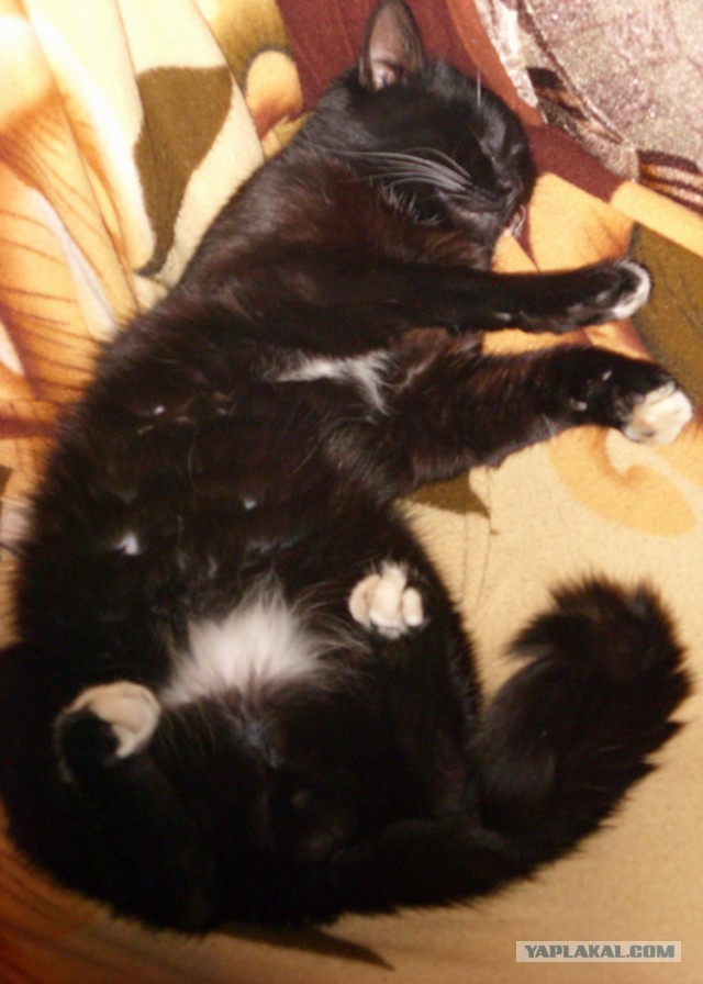 Котовторник 21.05.2013
