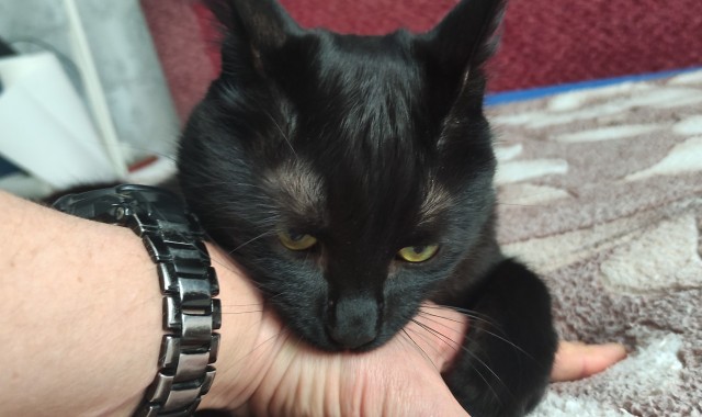 С Котовторником!