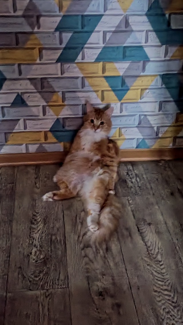 С Котовторником!