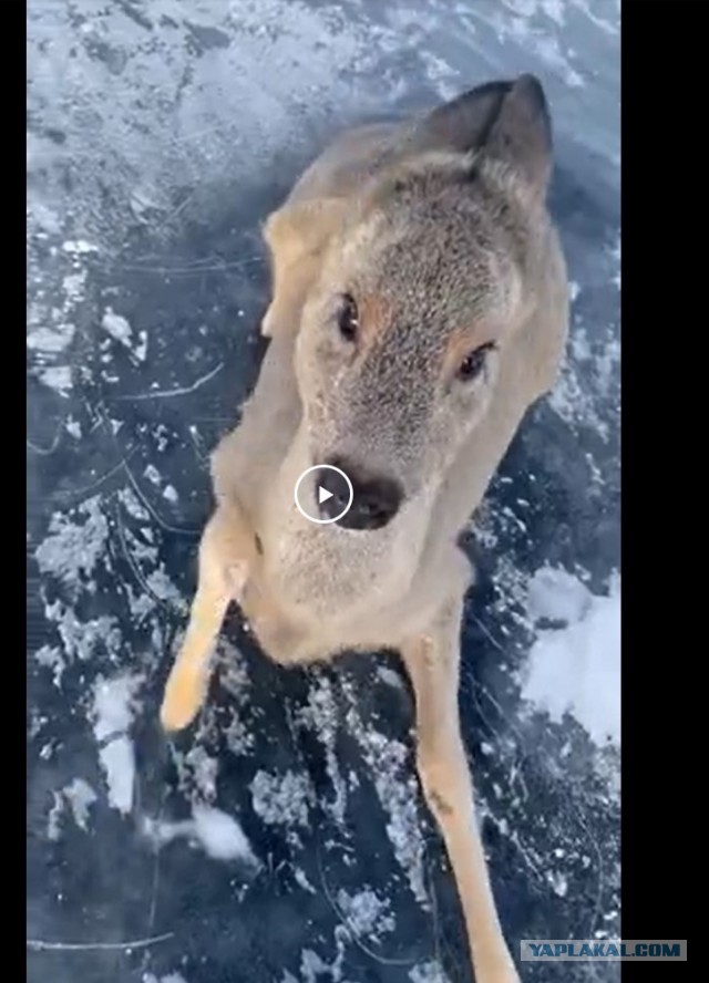 По льду на летней резине