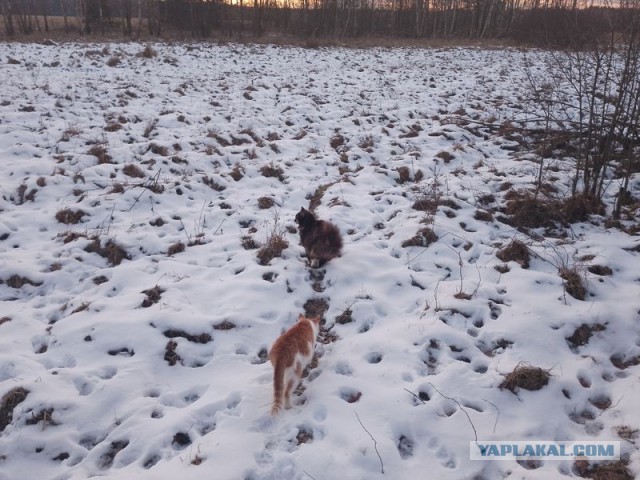 Жизнь домашнего приюта для котеек 531