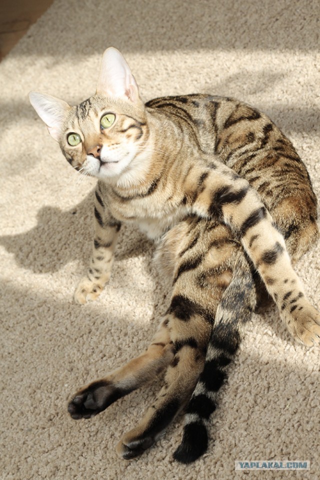О бенгальских котах на наглядном примере