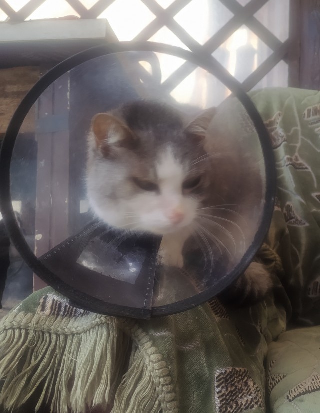 Котовторник продолжается