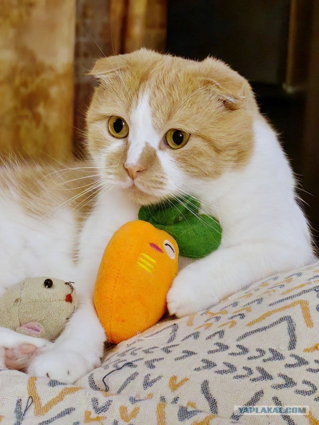 Это что, котовторник?