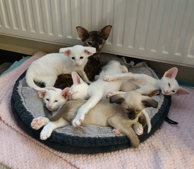 Котовторник жеж!!!