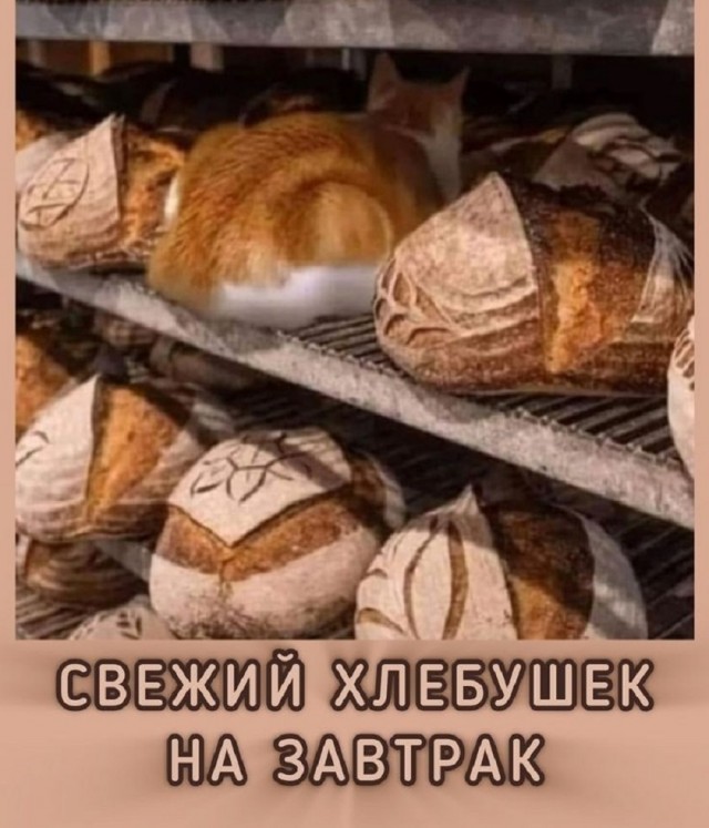 Так себе картинки 21.10.25