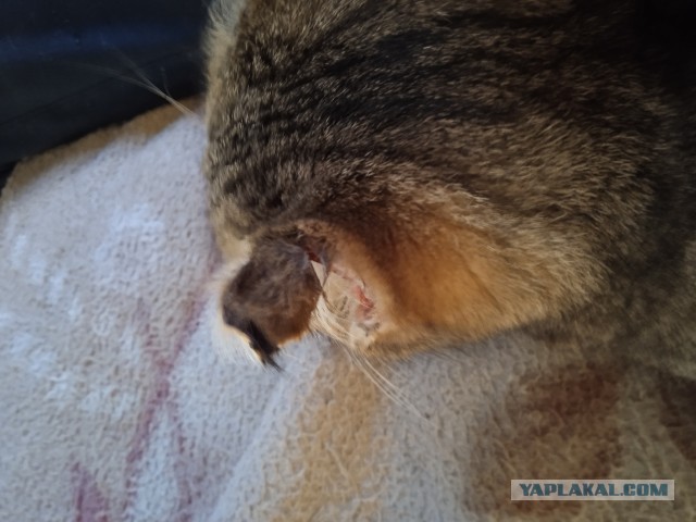 У нас теперь тоже котовторник