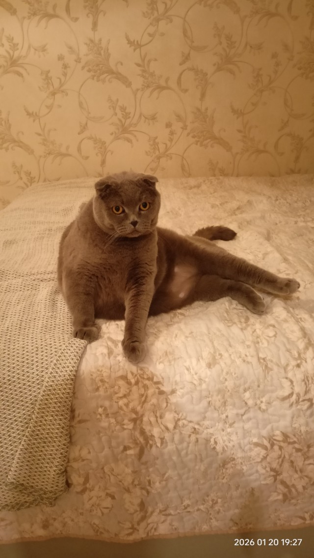 К котовторнику. Наш любимый плед.