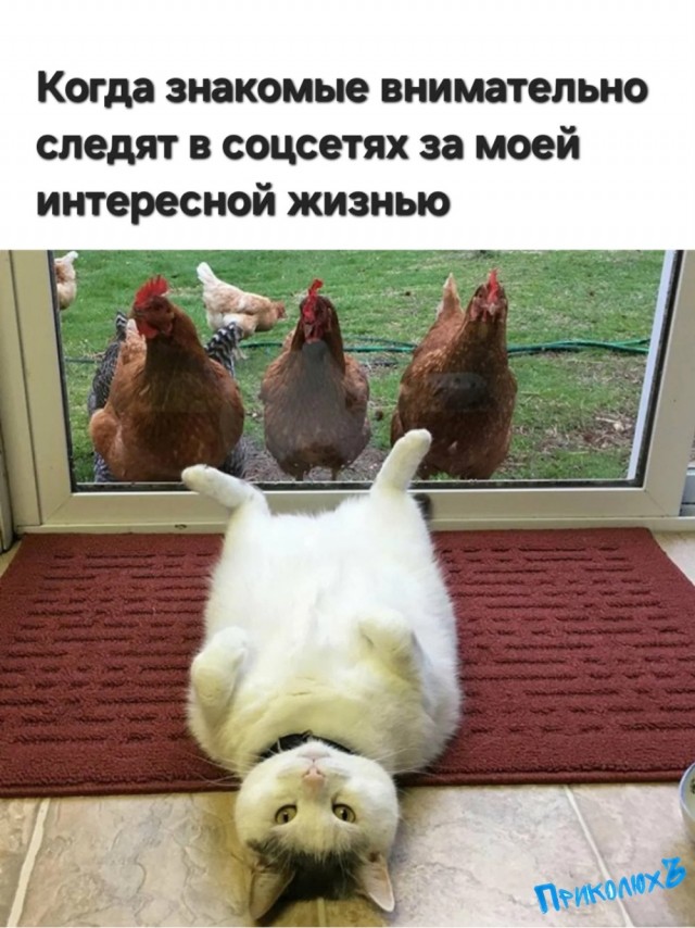 Воскресные картинки