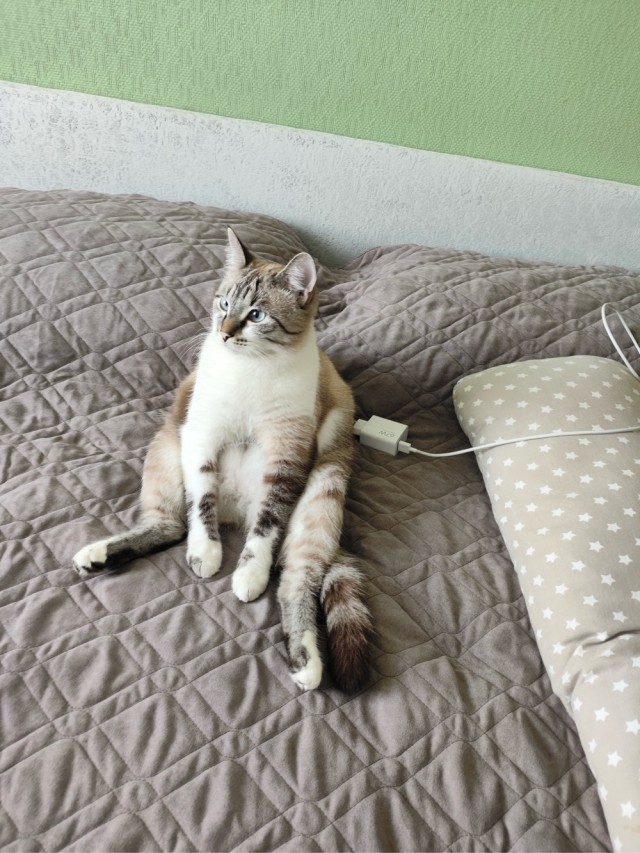 К котовторнику