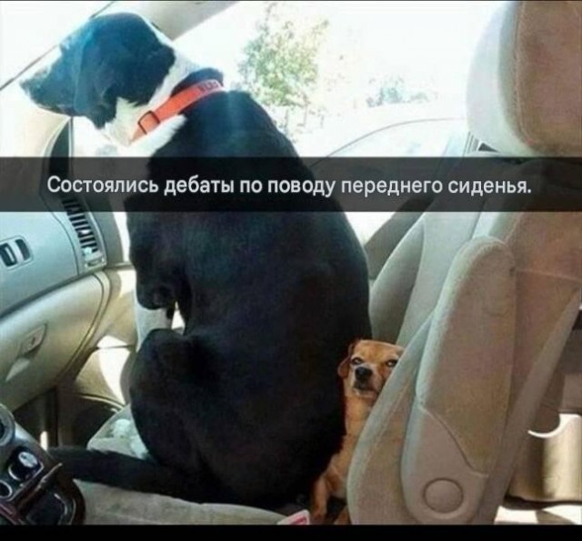 Подборка картинок к собакочетвергу