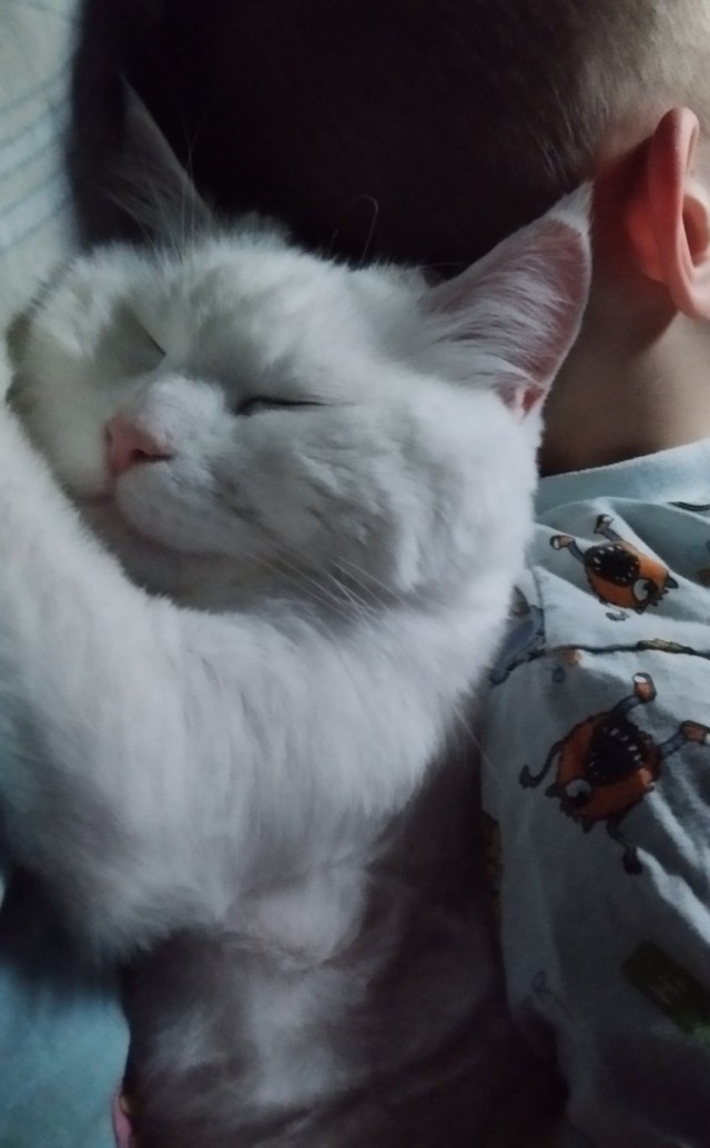К-котовторник