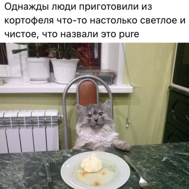 Подборка картинок-баянов с котиками и про котиков. Выпуск 47