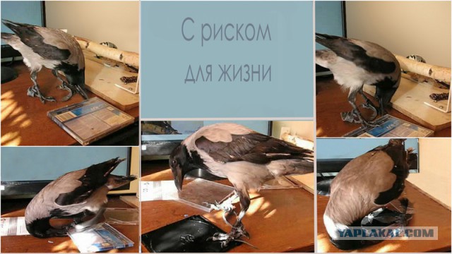 Серые вороны - совсем не серые