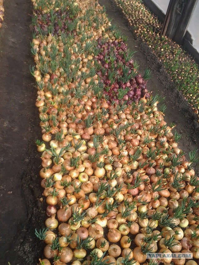 Любителям зелени