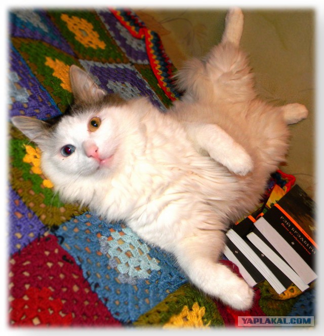 Котовторник 01.04.2014