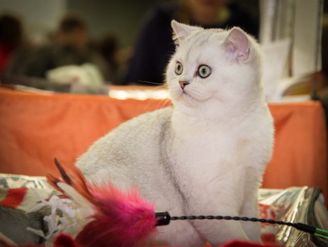 Котофоты - выставка.