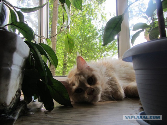 Котовторник 05.08.2014