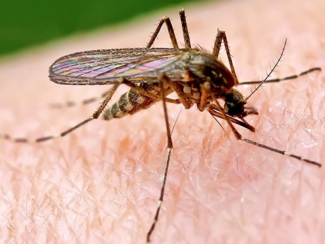 Про комаров