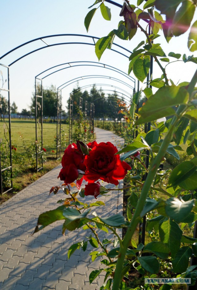 Парк роз строитель белгородская область