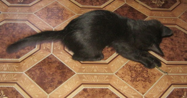 Котовторник 23.09.2014.