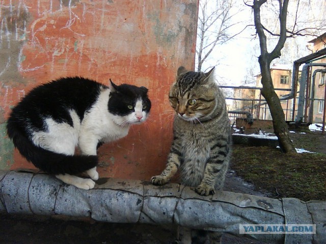Котовторник